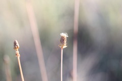 Fimbristylis tetragona