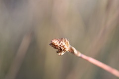 Fimbristylis tetragona