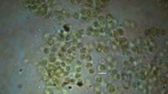 Chlorophyta