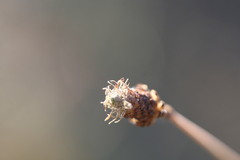 Fimbristylis tetragona