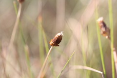 Fimbristylis tetragona