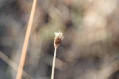 Fimbristylis tetragona
