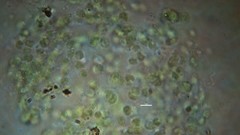 Chlorophyta