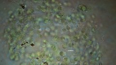 Chlorophyta