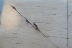 Panicum trachyrhachis