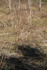 Panicum trachyrhachis