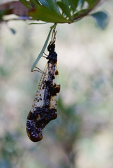 Periclystus circuiter