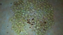 Chlorophyta