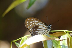 Graphium xenocles