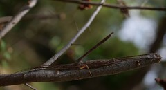 Zaprochilus australis