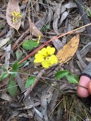 Goodenia hederacea
