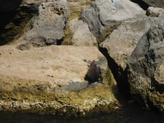 Arctocephalus