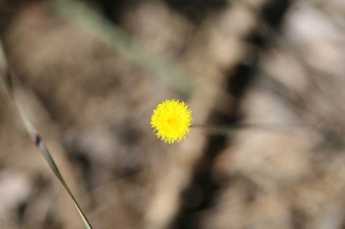 Blumea integrifolia, 2022-07-20
