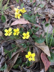 Goodenia hederacea