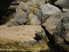 Arctocephalus