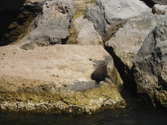Arctocephalus