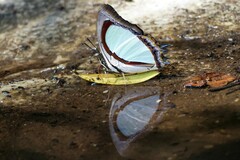 Polyura jalysus