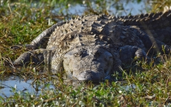 Crocodylus palustris