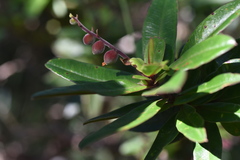 Hibbertia trachyphylla