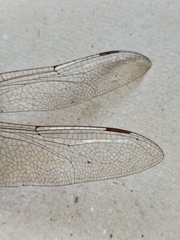 Anax ephippiger