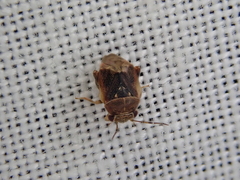 Coridromius norfolkensis