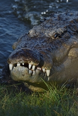 Crocodylus palustris