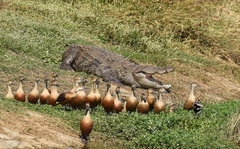 Crocodylus palustris