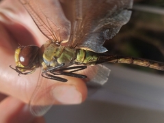 Anax ephippiger