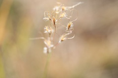 Eriachne pauciflora