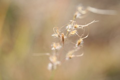Eriachne pauciflora