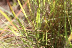 Eriachne pauciflora