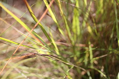Eriachne pauciflora
