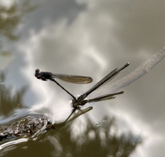 Pseudagrion hamoni