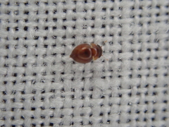 Clambidae