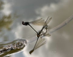 Pseudagrion hamoni