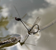 Pseudagrion hamoni