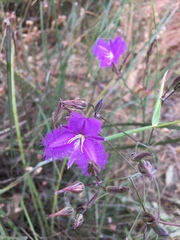 Thysanotus tuberosus