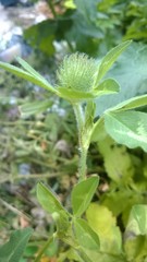 Trifolium pratense
