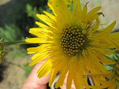 Berkheya setifera
