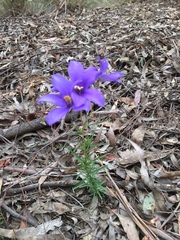 Cheiranthera linearis