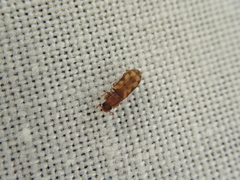 Zopheridae