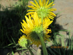 Berkheya setifera
