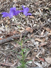 Cheiranthera linearis