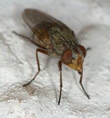 Diptera