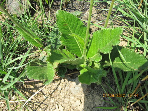 Image of Berkheya setifera by no rights reserved