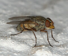 Diptera