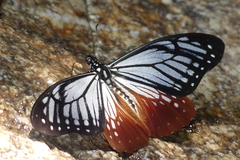 Papilio agestor