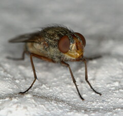 Diptera