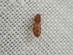 Zopheridae