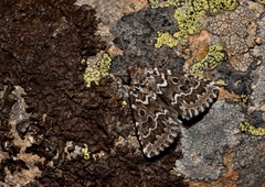 Alvaradoia numerica